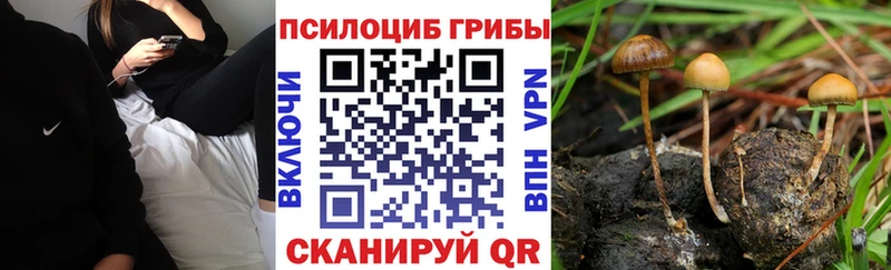 цены наркотик Чусовой Галлюциногенные грибы Psilocybe
